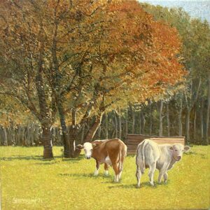 Jonge-Stieren-Bij-Loschem-